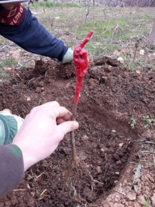 Travail de la vigne